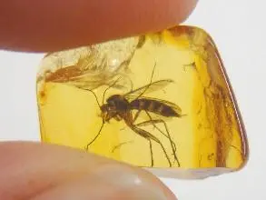 insect preserved in amber
